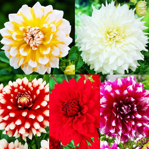Zestaw 20 Dahlia - Dalia dekoracyjna 5 szt.