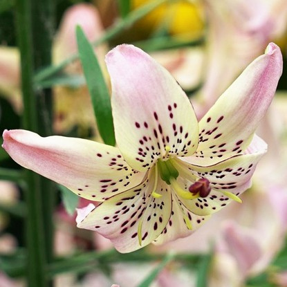 Lilia Azjatycka Corsage 1 szt.