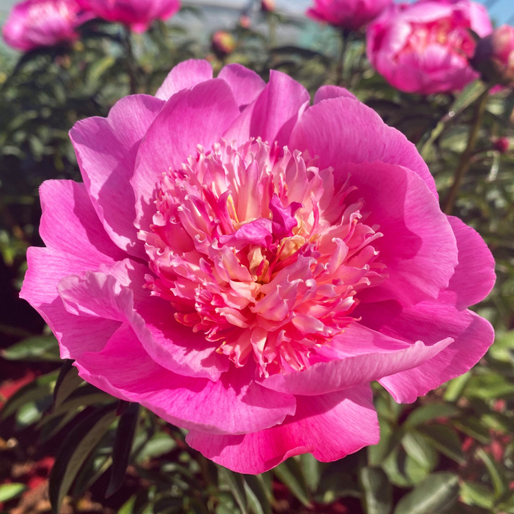 Piwonia (Paeony) Sebastiaan Maas 1 szt.