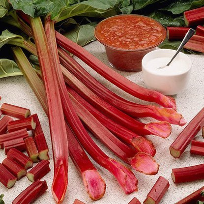 Rabarbar Rheum Red Champagne 1 szt