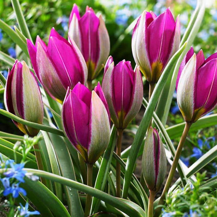 Tulipan botaniczny Humilis "Persian Pearl" 5 szt.