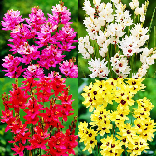 Zestaw Ixia wielobarwna 4 sztuki
