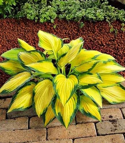 Funkia Hosta unikatowa Orange Marmalade 1 szt
