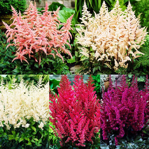 Zestaw 235 ASTIBLE - Tawułka 5 szt.