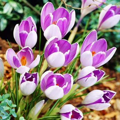 Krokus (Crocus) Vanguard 10 szt. XXL