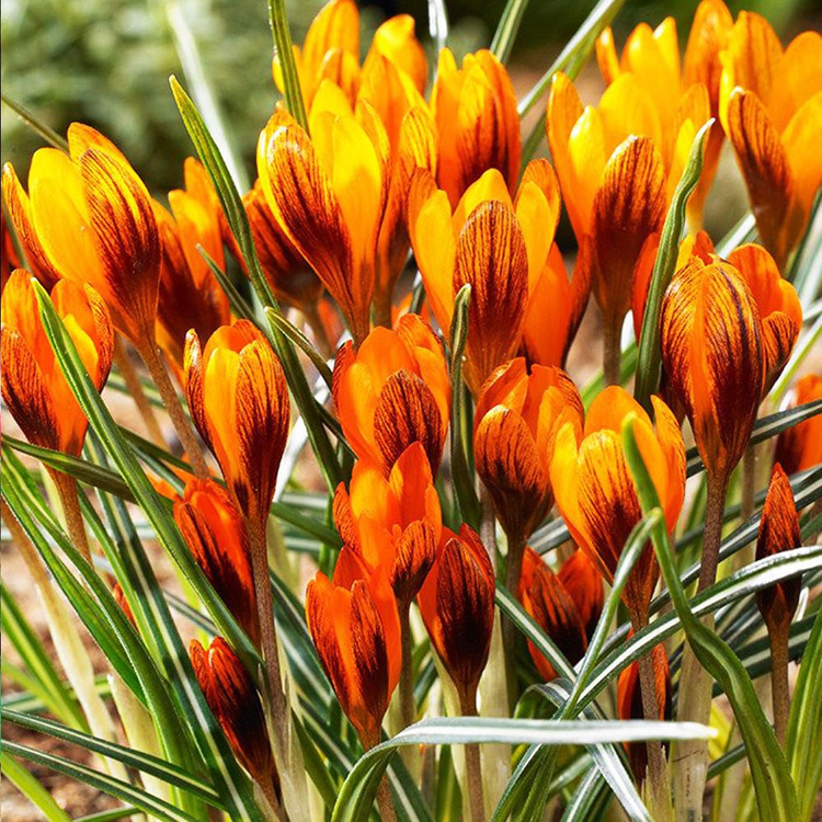 Krokus (Crocus) Orange Monarch 10 szt.