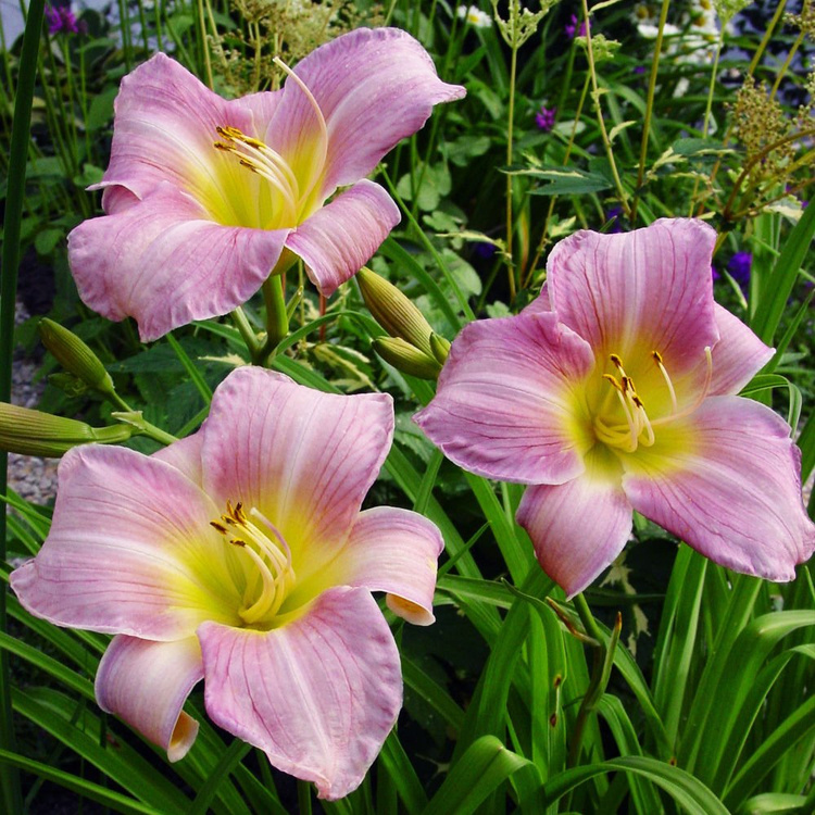 Liliowiec Hemerocallis Catharine Woodbury 1 szt