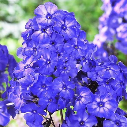 Płomyk Phlox Blue Boy 1 szt