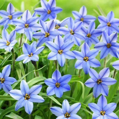 Ifejon (Ipheion) Jessie 10 szt.