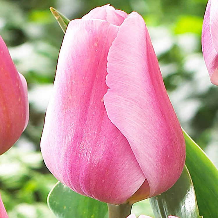 Tulipan triumph Synadea Amor 5 szt.