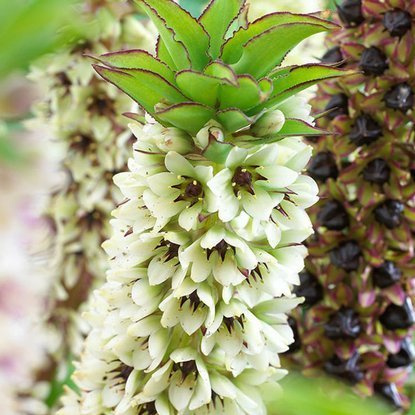 Lilia grzywiasta Eucomis Montana 1 szt