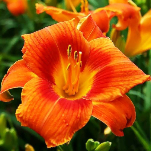 Liliowiec Hemerocallis Holiday Delight 1 szt