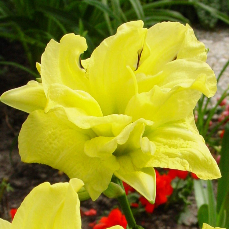 Liliowiec Hemerocallis Double River Wye 1 szt