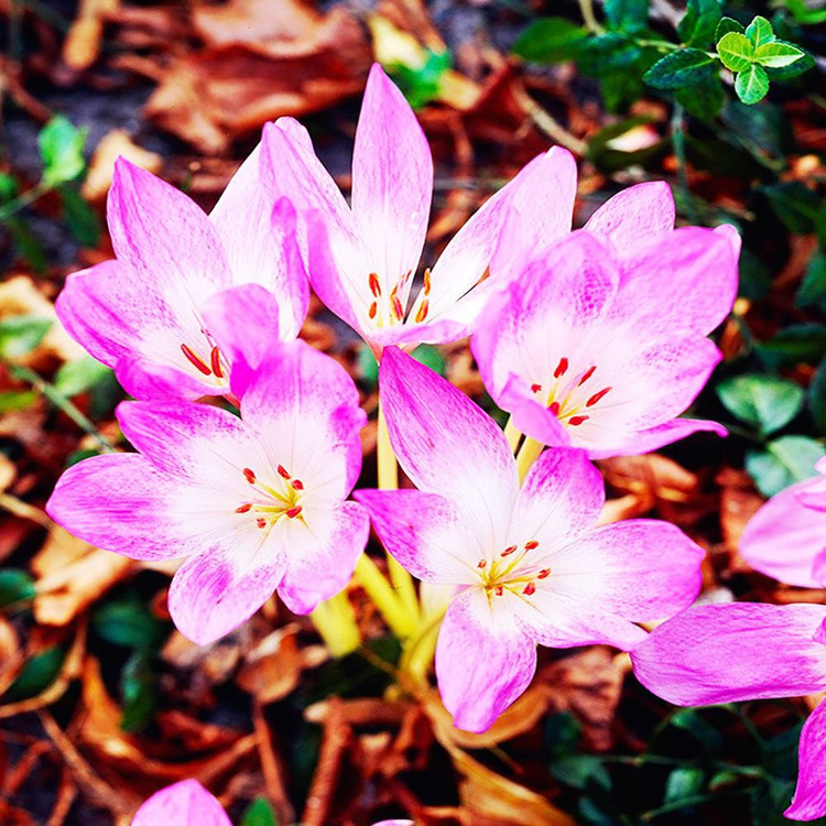 Zimowit (Colchicum) Lilac Wonder 1 szt.