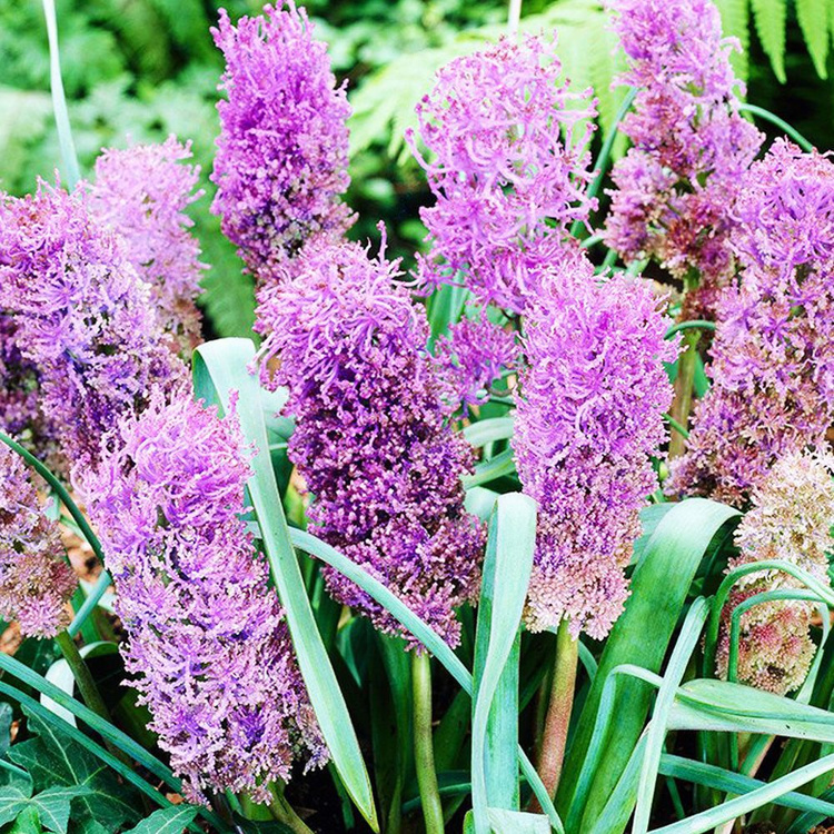 Szafirek (Muscari) Comosum Plumosum 10 szt.
