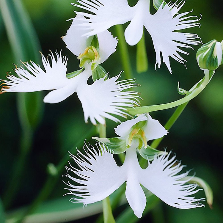 Storczyk gruntowy Habenaria Radiata 1 szt