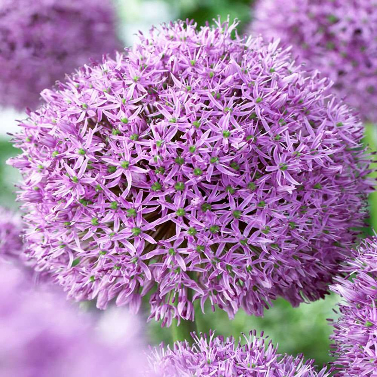 Czosnek (Allium) Gladiator 1 szt. XXL