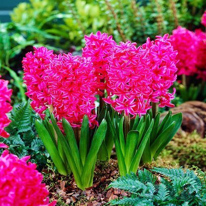 Hiacynt (Hyacinthus) Vuurbaak 3 szt.