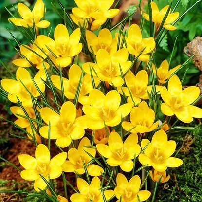 Krokus (Crocus) Dorthy 10 szt.