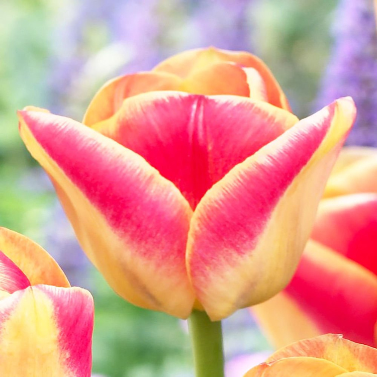 Tulipan triumph Candy Corner 5 szt.