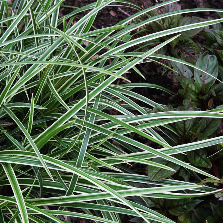 Turzyca trawa carex Ice Dance 1 szt