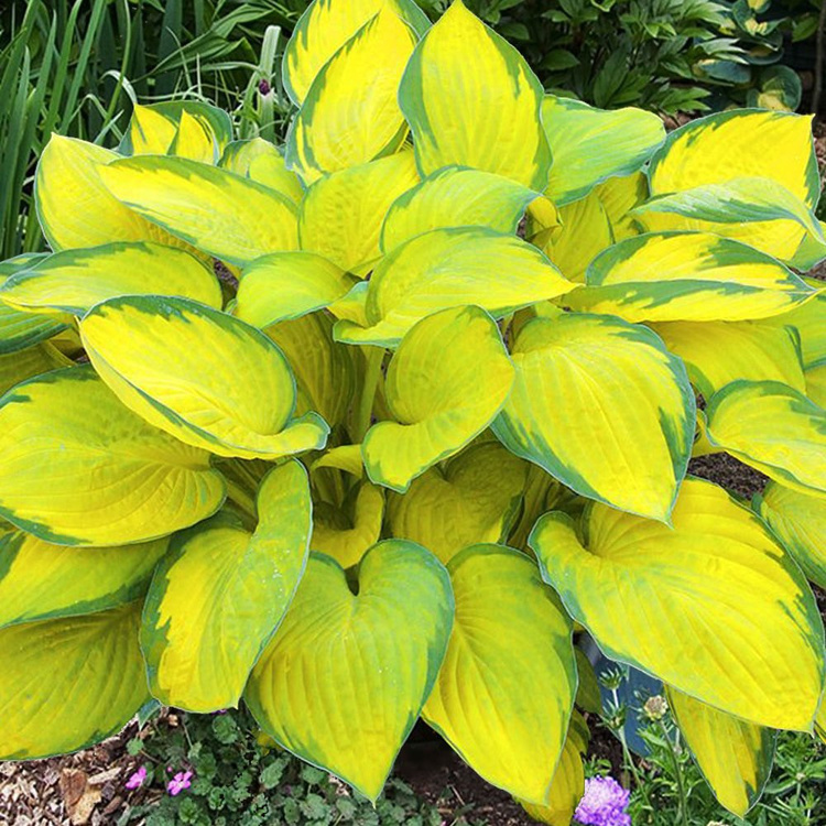 Funkia Hosta Gold Standard 1 szt