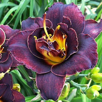 Liliowiec Hemerocallis Voodoo Dancer 1 szt