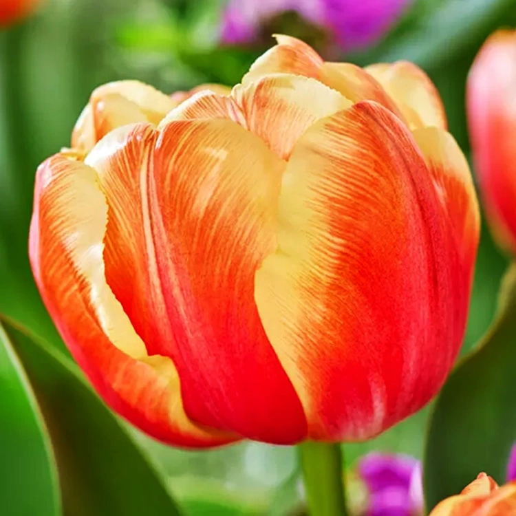 Tulipan triumph Tasmanie 5 szt.