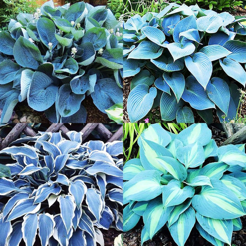 Zestaw 4 Funkia (Hosta) Niebieski 4 szt