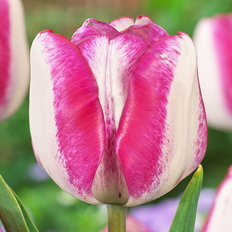 Tulipan triumph Hotpants 5 szt.