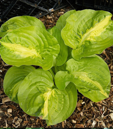 Funkia Hosta Mango Tango 1 szt