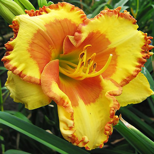 Liliowiec Hemerocallis Irrestible Charm 1 szt