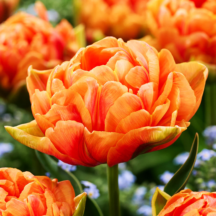 Tulipan pełny Orange Flavour 5 szt.