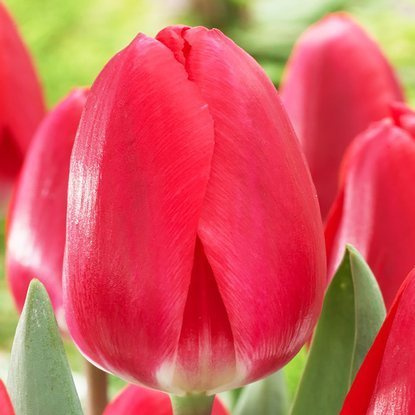 Tulipan darwina Cherry Delight 5 szt.
