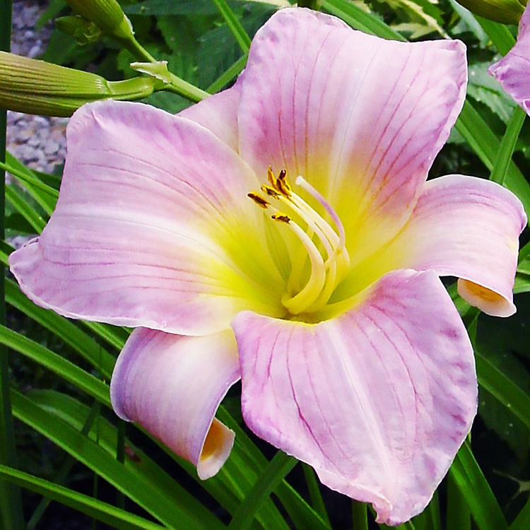 Liliowiec Hemerocallis Catharine Woodbury 1 szt