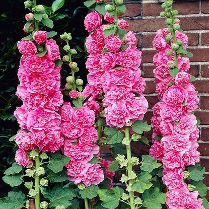 Malwa Alcea ogrodowa pełna Różowa 1 szt