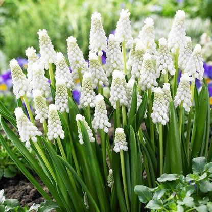 Szafirek (Muscari) Siberian Tiger 10 szt.