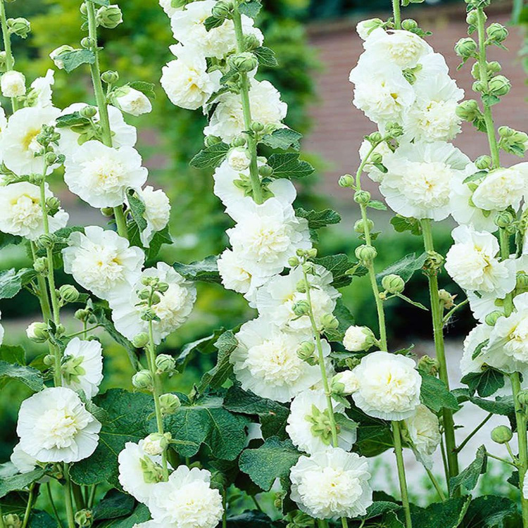 Malwa Alcea ogrodowa pełna Biała 1 szt