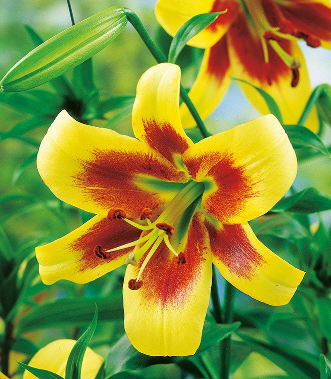 Lilia drzewiasta Robert Swanson 1 szt