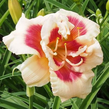 Liliowiec Hemerocallis Forty Second Street 1 szt