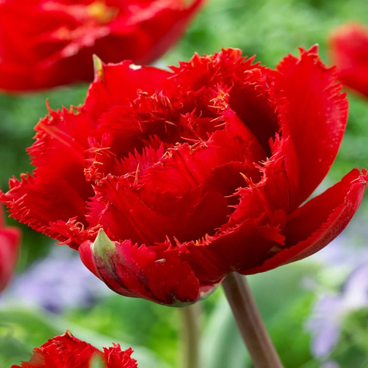 Tulipan pełny strzępiasty Fiery Dream 5 szt.