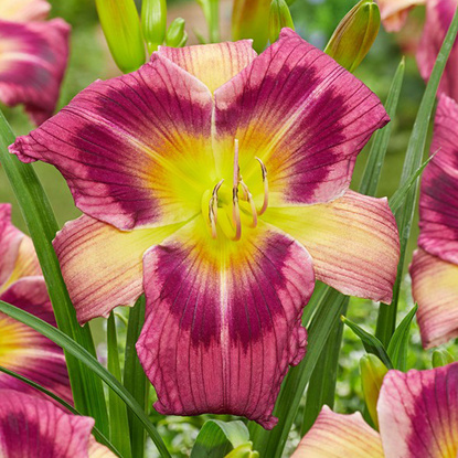 Liliowiec Hemerocallis Malaysian Monarch 1 szt