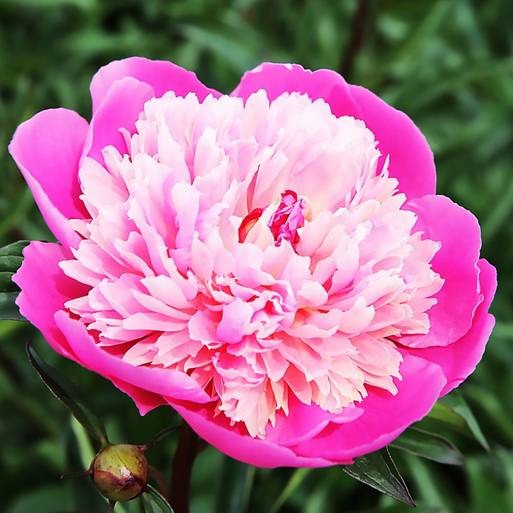 Piwonia chińska Pink Cameo 1 szt