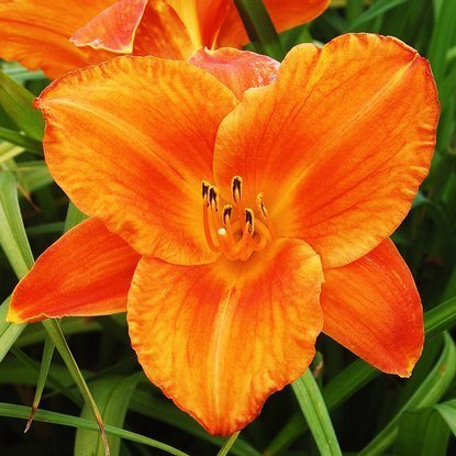 Liliowiec Hemerocallis Mauna Loa 1 szt