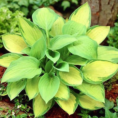 Funkia Hosta Pauls Glory 1 szt