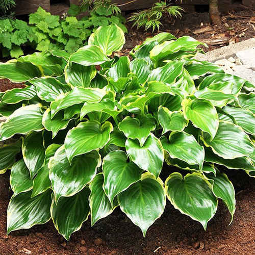 Funkia Hosta Sugar and Spice 1 szt