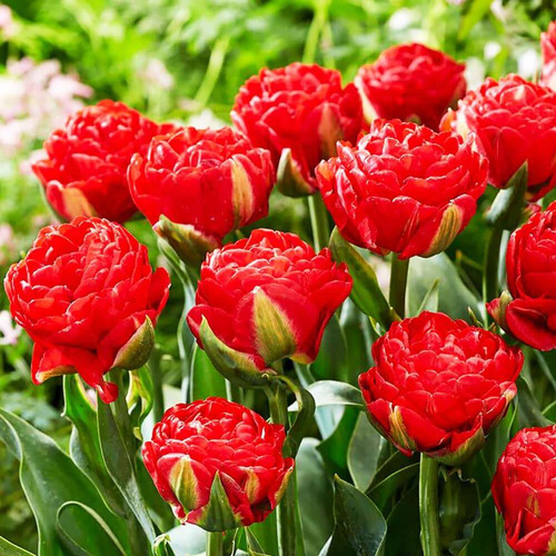 Tulipan pełny Bombastic Red 5 szt.