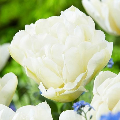 Tulipan tani  Pełny biały 5 szt.