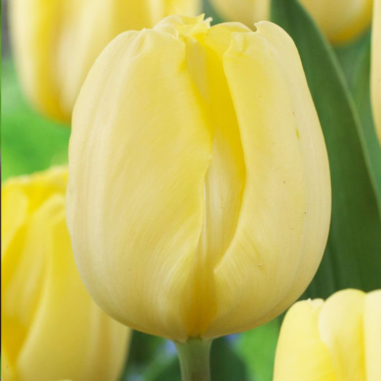 Tulipan tani  Kremowy 5 szt.