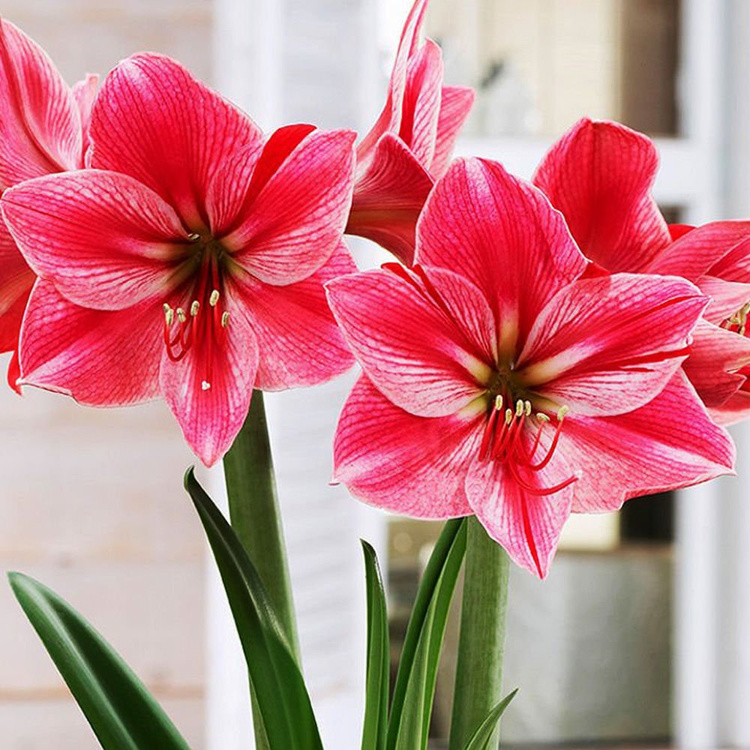 Amarylis Hippeastrum Gervase 1 szt